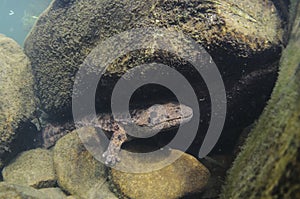 Body shot of Japanese giant salamander