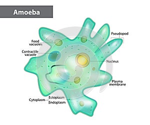 Body structure of an amoeba proteus photo