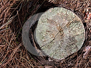Body of a tree trunk b