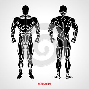 Body Type Mesomorph. Front and back view. Vector illustration