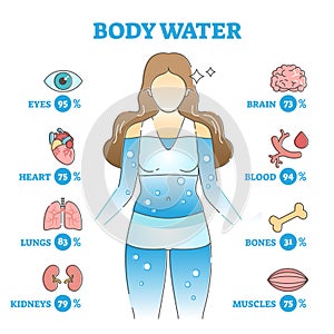 Body water as anatomical human organ fluid balance and usage outline concept