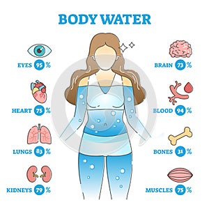 Body water as anatomical human organ fluid balance and usage outline concept photo