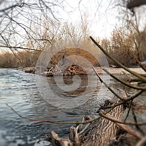 a body of water next to a forest with bare trees