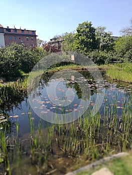 A body of water surrounded by trees