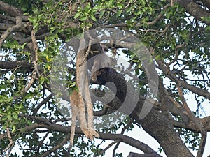 Body of a young lion killed and hung in a tree by a leopard at serengeti np