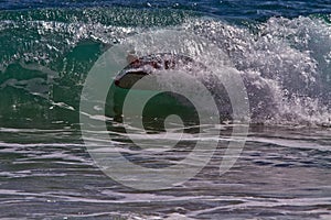 Bodyboarder / Boogieboarder in the Surf