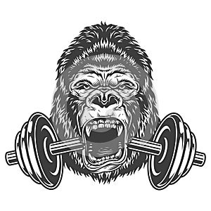 Bodybuilding concept with gorilla photo