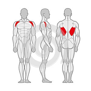 Bodybuilding male muscle anatomy. Strong muscular man silhouette front, side and back view. Vector illustration.