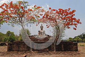 Boedha Statue under red tree photo