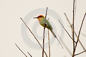 Boehm`s bee eater on a branch
