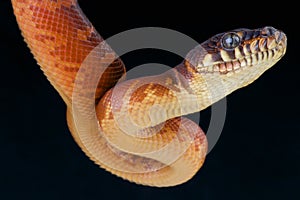 Boelen's python / Morelia boeleni