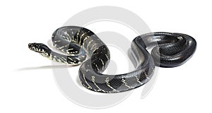 Boelen`s python, Simalia boeleni, isolated