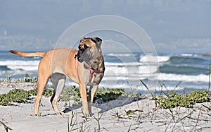 Boer Boel beach dog