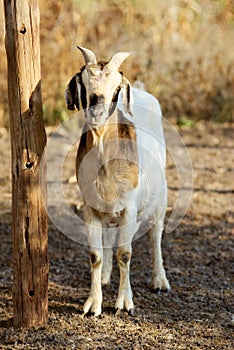 Boer goat