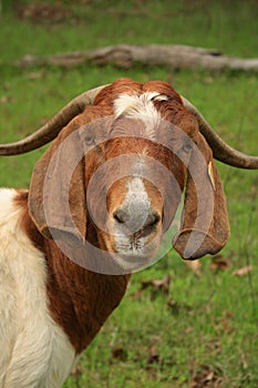 Boer Goat