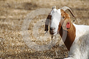 Boer goat