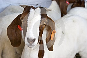 Boer Goat