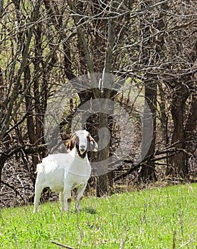 Boer Goat Doe