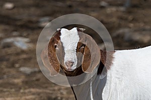 Boer Goat in Pasture