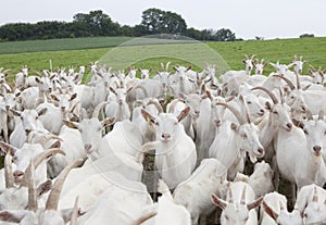 Boer goats