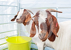 Boer Goats, Hanbury Countryside Show, Worcestershire, England. photo