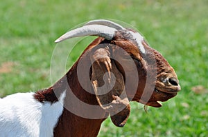 Boer Nanny Goat