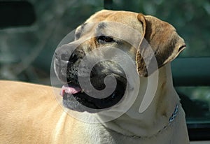 Boerboel