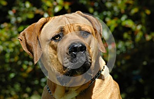 Boerboel