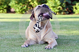 Boerboel