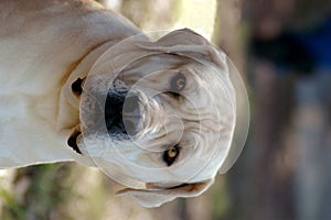 Boerboel