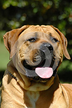 Boerboel