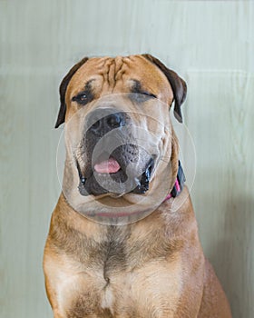 Boerboel or Boerboel - a breed of dog that originated in South Africa, belongs to the group of molossians, mastiffs. close-up photo