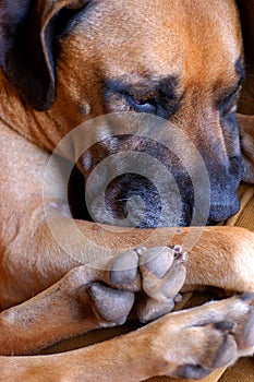 A boerboel canine breed