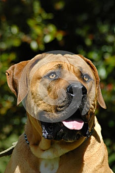 Boerboel dog