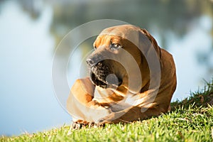 Boerboel dog by the river