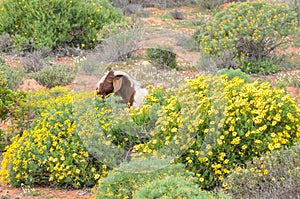 Boerbok eats flowers