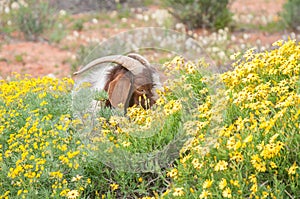 Boerbok eats flowers