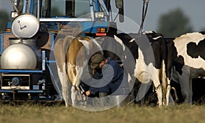 Splnené poľnohospodári mliekareň dobytok 