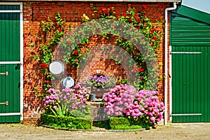 An old refurbished farm barn surrounded by Hydrangeas. photo