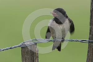 Boerenzwaluw; Barn Swallow; Hirundo rustica