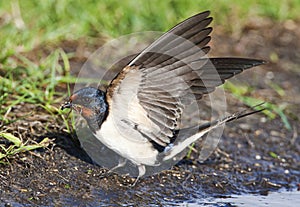 Boerenzwaluw; Barn Swallow; Hirundo rustica photo