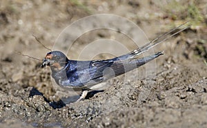 Boerenzwaluw, Barn Swallow, Hirundo rustica photo