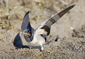 Boerenzwaluw, Barn Swallow, Hirundo rustica photo