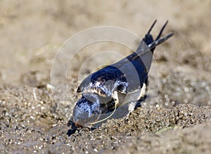 Boerenzwaluw, Barn Swallow, Hirundo rustica photo