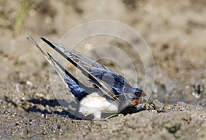 Boerenzwaluw, Barn Swallow, Hirundo rustica photo