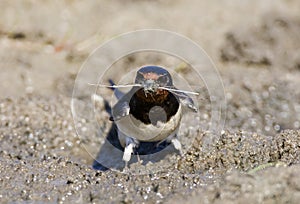 Boerenzwaluw, Barn Swallow, Hirundo rustica photo