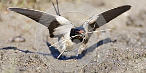 Boerenzwaluw, Barn Swallow, Hirundo rustica photo
