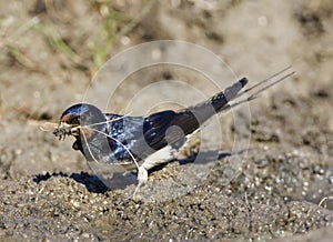 Boerenzwaluw, Barn Swallow, Hirundo rustica photo