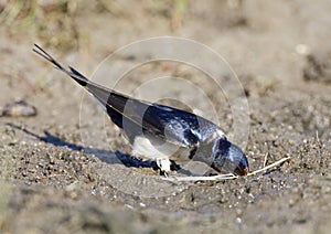 Boerenzwaluw, Barn Swallow, Hirundo rustica photo