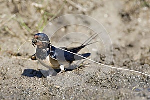 Boerenzwaluw, Barn Swallow, Hirundo rustica photo